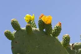 Image of Prickly Pears