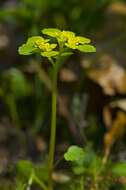 Image of golden saxifrage