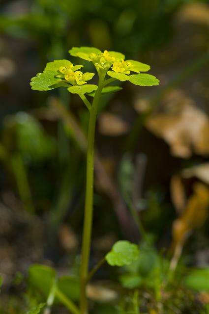 Слика од Chrysosplenium