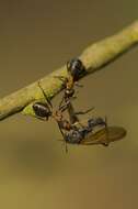 Image of European Red Wood Ant