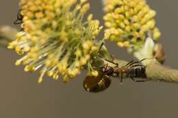 Image of European Red Wood Ant