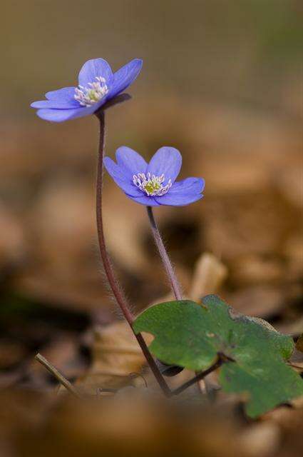 Plancia ëd Hepatica