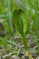 Image of <i>Ophioglossum vulgatum</i>