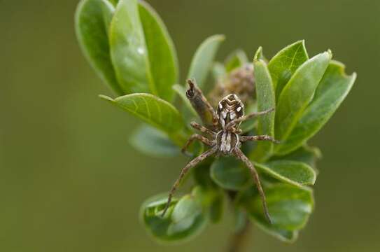 Image of <i>Philodromus histrio</i>