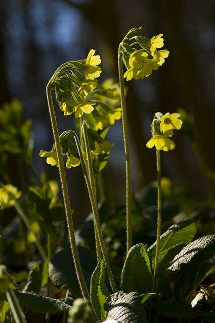 Слика од Primula