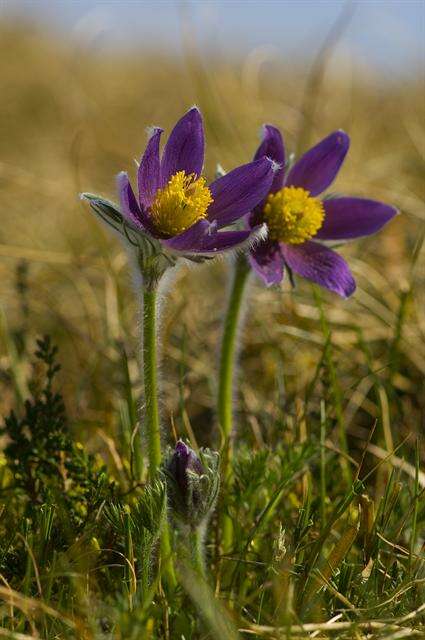 Image of pasqueflower