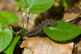 Image of Argynnis