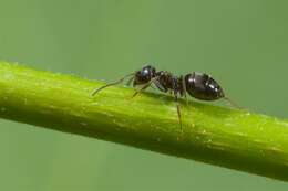 Image of cornfield and citronella ants