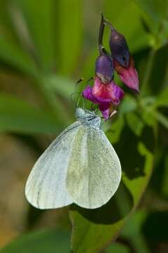 Image of Wood White