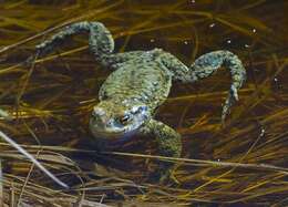 Image of Nile Valley Toad