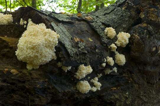 Hericiaceae resmi