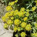 Image of Alyssum pulvinare Velen.