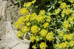 Image of Alyssum pulvinare Velen.