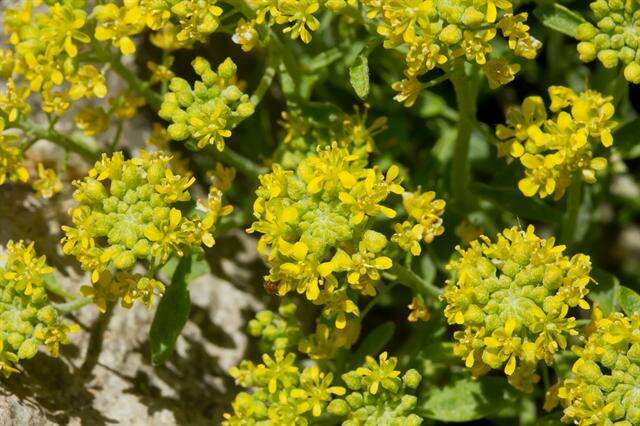 Sivun Alyssum pulvinare Velen. kuva