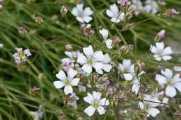 Слика од Gypsophila tenuifolia M. Bieb.