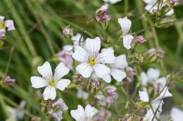 Слика од Gypsophila tenuifolia M. Bieb.