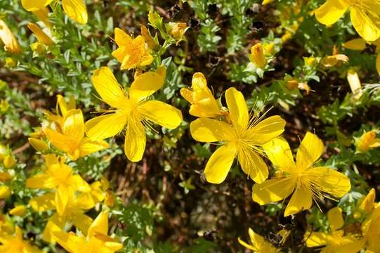 Image of Hypericum olympicum L.