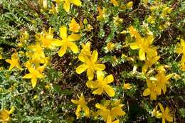 Image of Hypericum olympicum L.