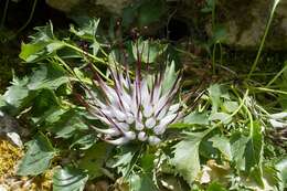 Image of Tufted horned rampion