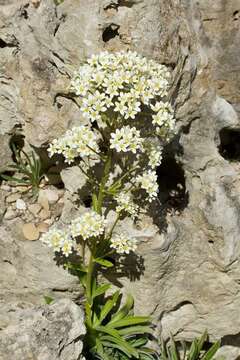 Image of Saxifraga hostii Tausch