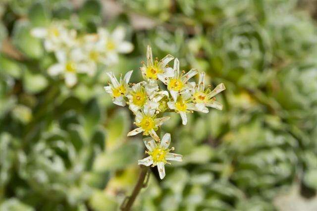 Image of saxifrage