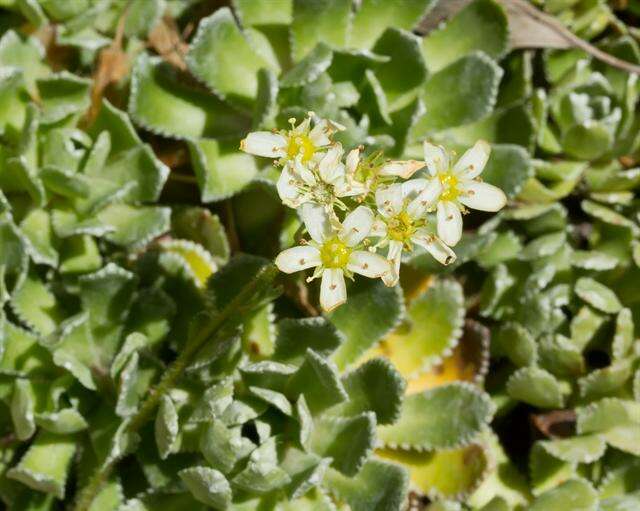 Image of saxifrage