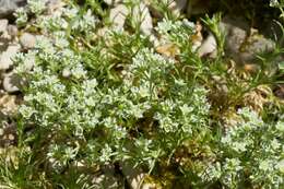 Image of German knotgrass