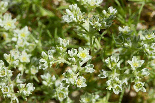 Image of German knotgrass