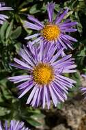 Image of aster