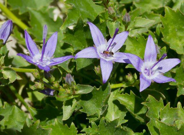 Image of Adriatic bellflower