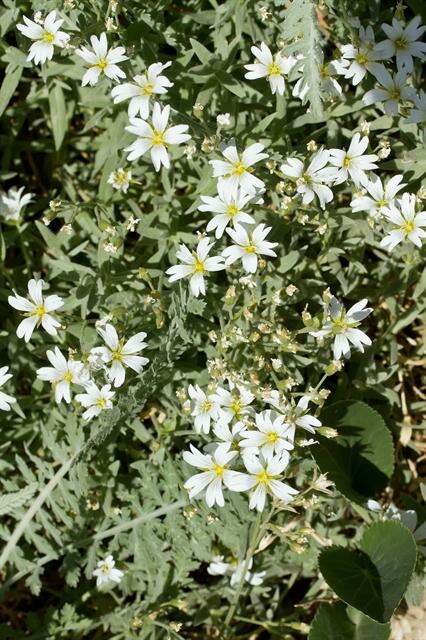 Image of mouse-ear chickweed