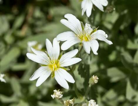 Image of mouse-ear chickweed