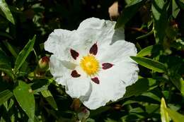 Image of Rockrose