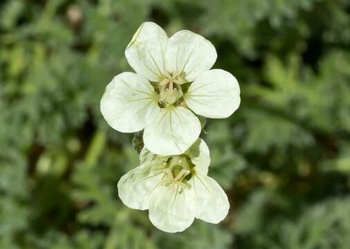 Image of Erodium chrysanthum L'Her. ex DC.