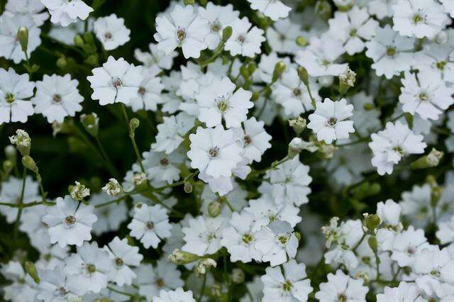 Слика од Heliosperma