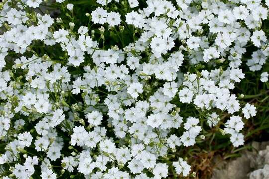 Image of Heliosperma pusillum (Waldst. & Kit.) Rchb.