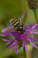 صورة Sericomyia