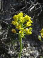 Sivun Alyssum serpyllifolium Desf. kuva