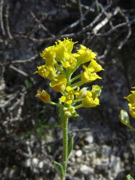 Image of Alyssum serpyllifolium Desf.