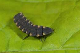 Image of glowworms