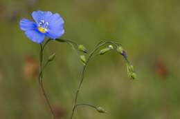 Image of flax family