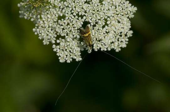 Imagem de Nemophora