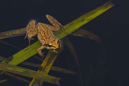 Image of true frogs