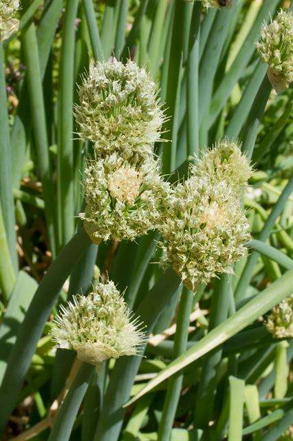 Image of Allium fetisowii Regel