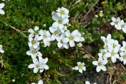 Plancia ëd Arenaria gracilis Waldst. & Kit.