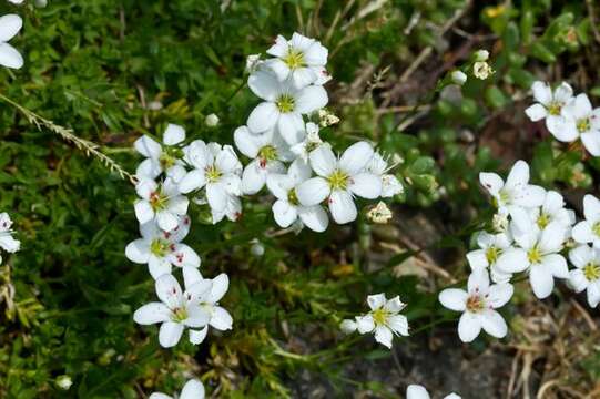 Image of Arenaria gracilis Waldst. & Kit.