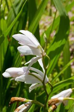 Image of Urn orchids