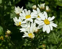 Image of Anthemis marschalliana Willd.