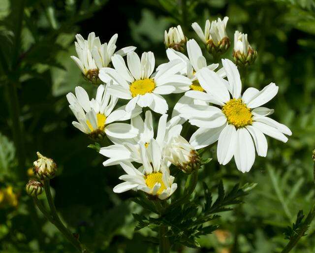 Image of Anthemis marschalliana Willd.