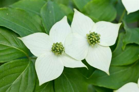 Image of Dogwoods